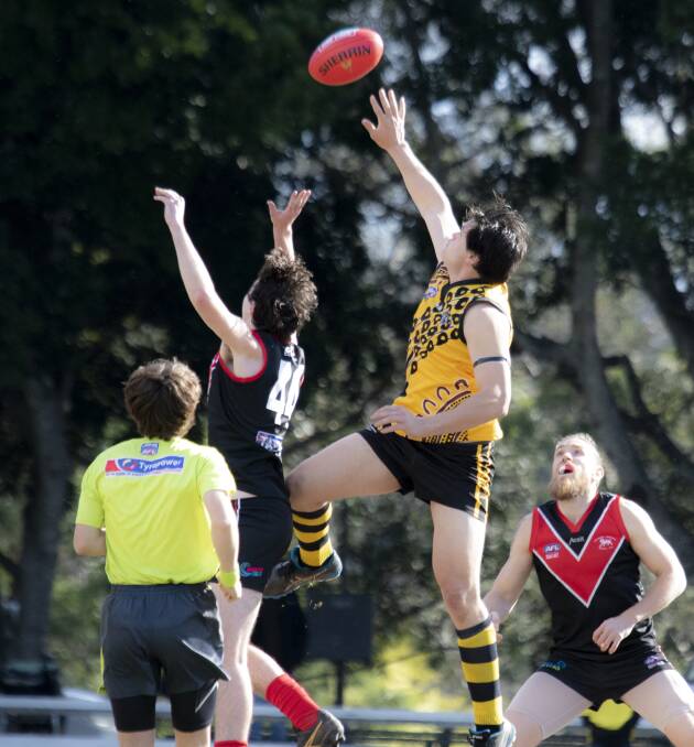 FLYING HIGH: Tigers' Max Hughes in action against Wollongong. Picture: TEAM SHOT STUDIOS