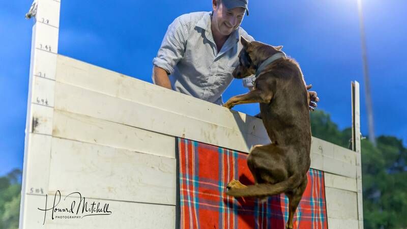 DAREDEVIL DOGS: The Dog High Jump showcases some of the best athleticism the species has to offer. Picture: Howard Mitchell Photography. 