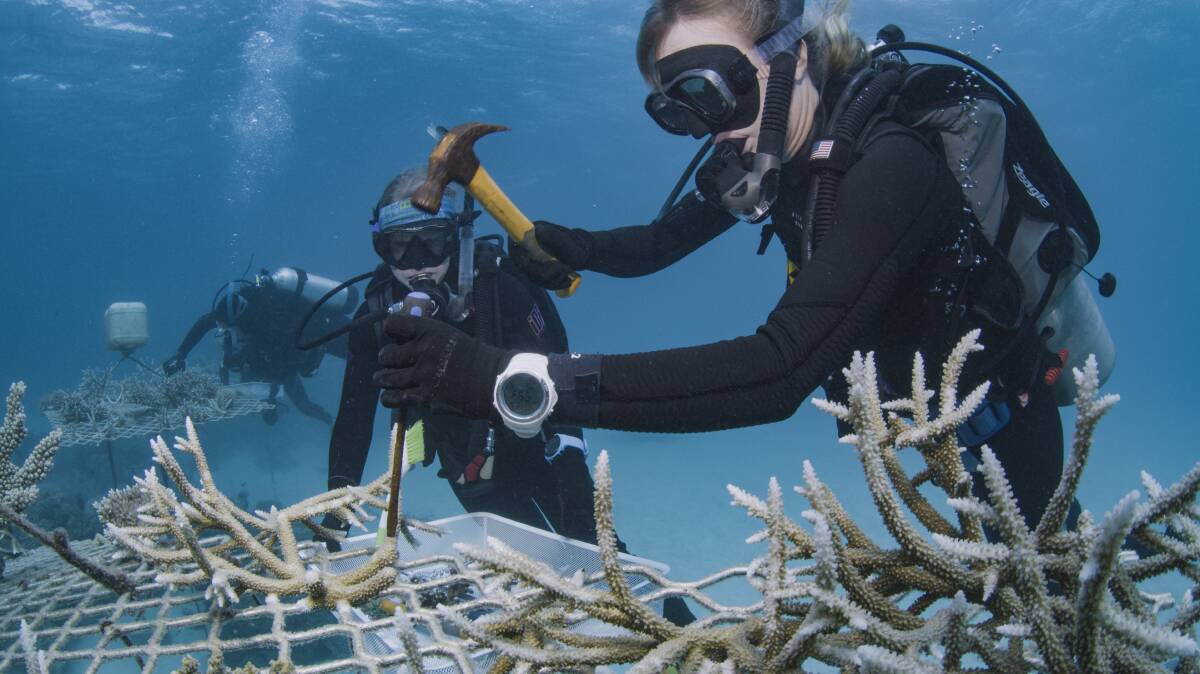 BUILDING RESILIENCE: The Coral Nurture Program (Pictured) is helping to foster resiliency in the ever endangered Great Barrier Reef. Picture: Christian Miller. 