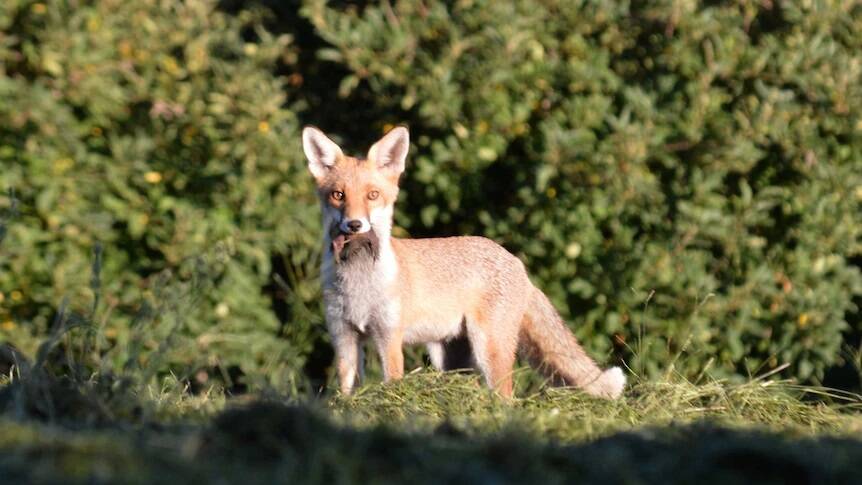 MISSION OF REGENERATION: 2,200 foxes have been removed from the region in the past four years which has resulted in the resurgence of a number of native species. Photo: Marion Peters. 