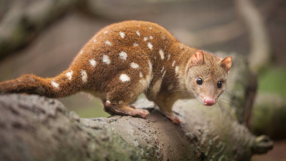 The Spotted Tail Quoll will be a large focus in next month's Field Day. Picture by WWF