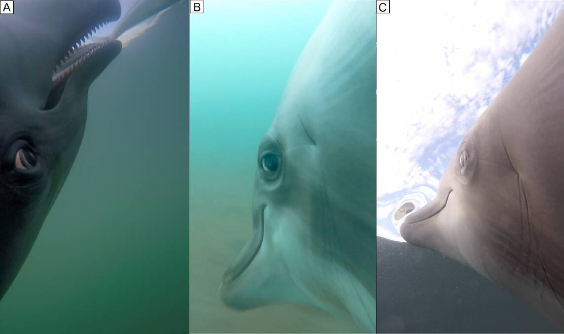 Images of the dolphins studied in the PLOS article. Picture: Ridgway et al, PlOS Journal