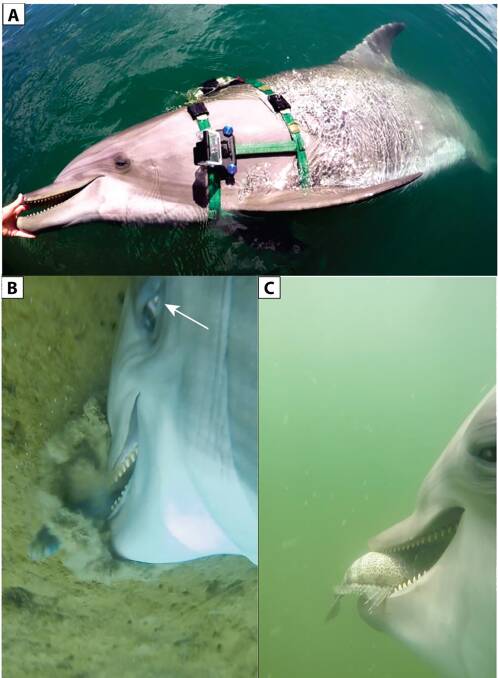 Images of the dolphins studied in the PLOS article. Picture: Ridgway et al, PLOS Journal