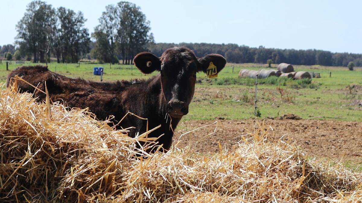 The Shoalhaven's Chittick Farm has opened the gates to school students. It's part of an initiative to showcase agricultural careers to young people. Picture by Jorja McDonnell.