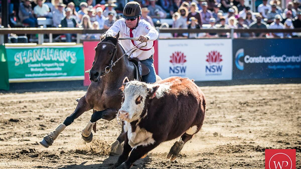 The World Championship Gold Buckle Campdraft starts next Wednesday (May 11) at Willinga Park, Bawley Point.