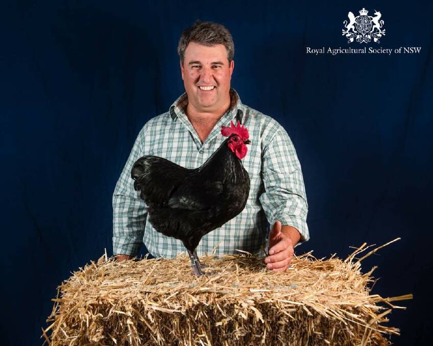 FINE FEATHERS: Damian Cooper of Milton and his Australorp Bantam cockrel won Grand Champion Bird at the Sydney Royal Easter Show.