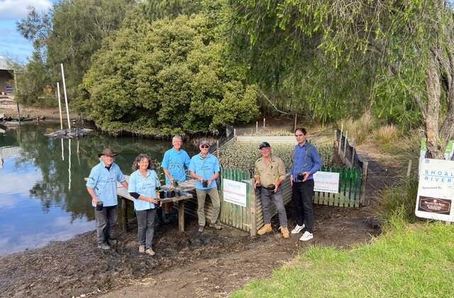Shoalhaven Riverwatch has been propograting mangroves at their Greenwell Point nursery. Some of the plants will be going to Sydney, to help revitalise coastline around the Georges River. Picture supplied.