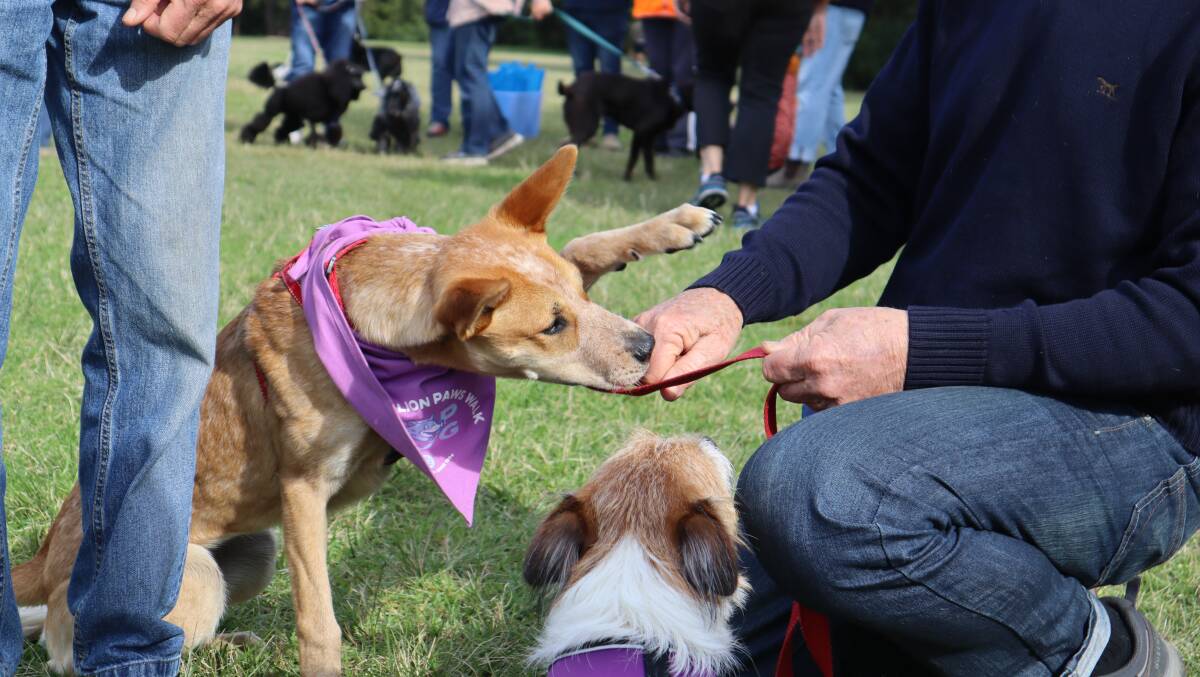 GOOD DOGS: The RSPCA Million Paws Walk returned to the Shoalhaven after a lengthy hiatus during pandemic lockdowns. Picture: Jorja McDonnell.