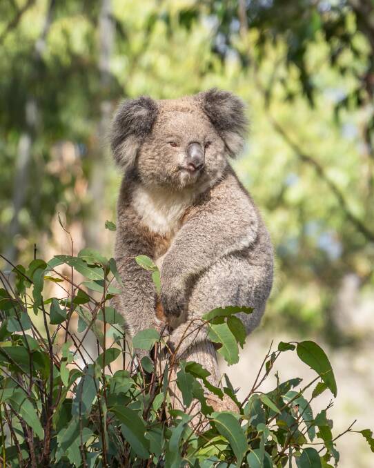 A koala at Potoroo Palace. Picture supplied