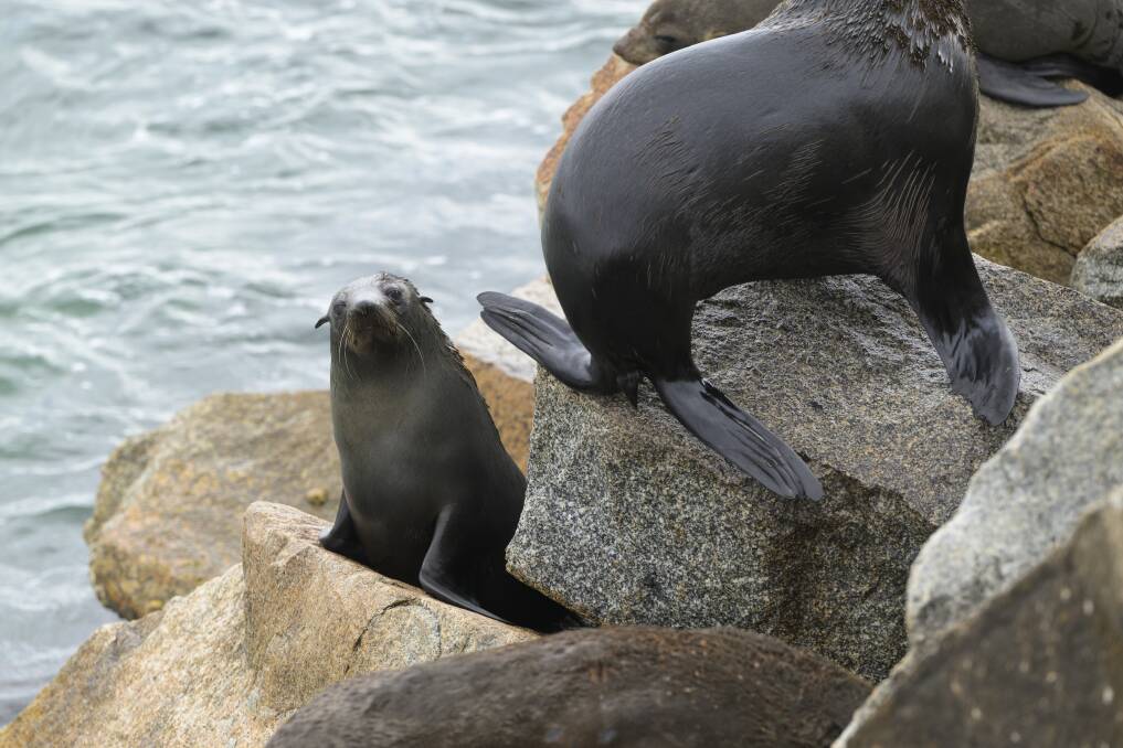 Seals rest on a rock along Narooma's rocky coastline. 