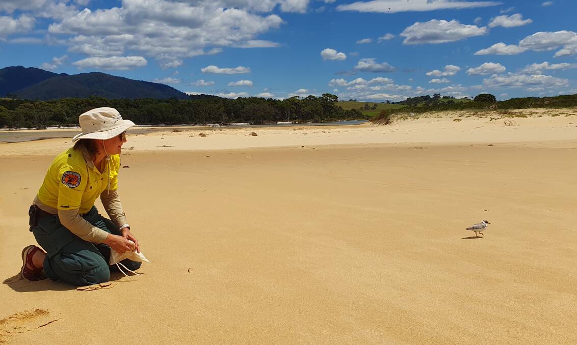 NSW National Parks shorebird ranger Kaitlyn O'Brien with a Hooded Plover fledgling at 1080 Beach near Mystery Bay, south of Narooma. Picture supplied.