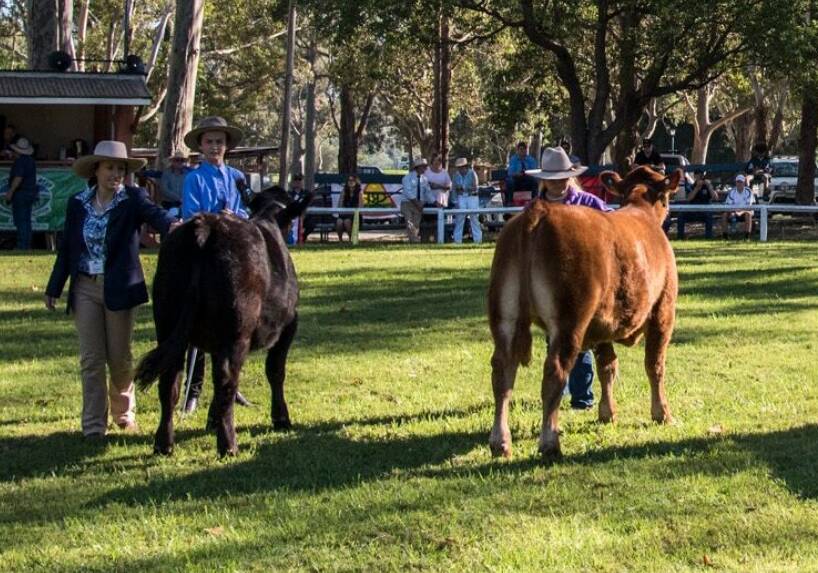 Local school kid's being judged in the School Steer Spectacular. Photo: Provided. 