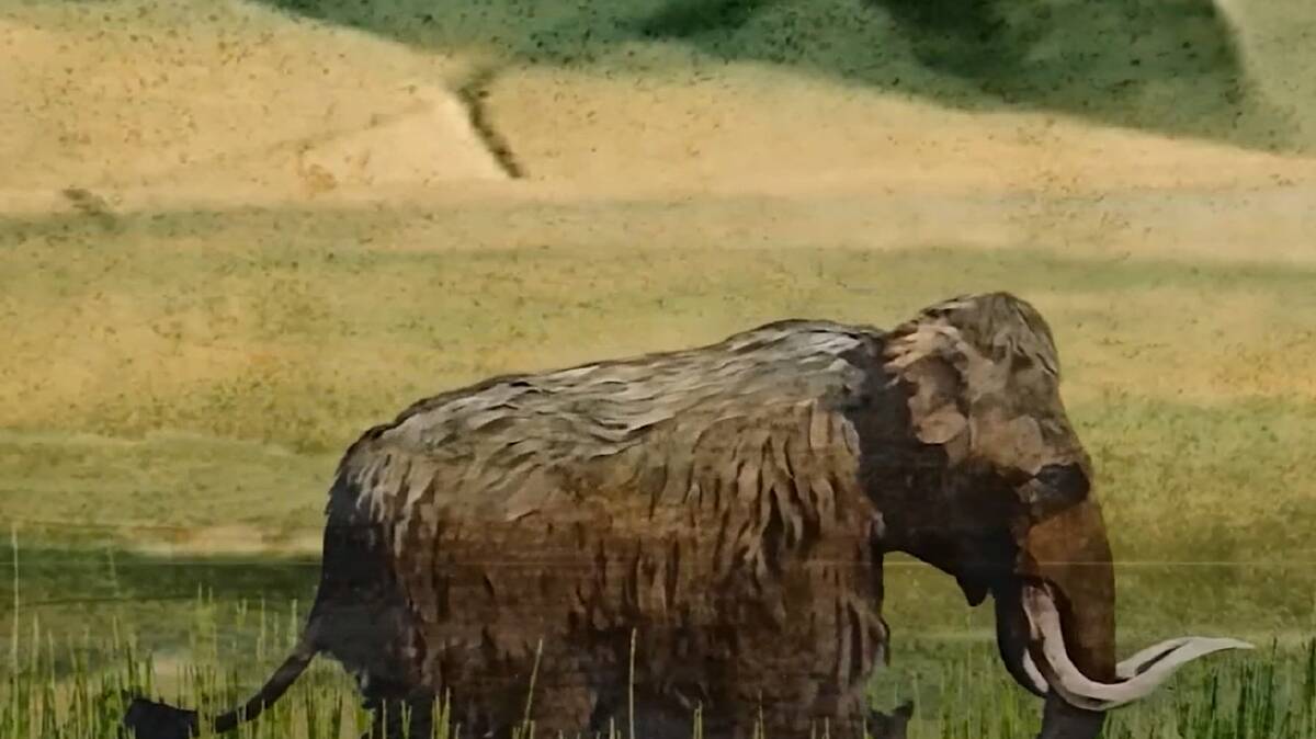 A woolly mammoth. Picture from BBC. 