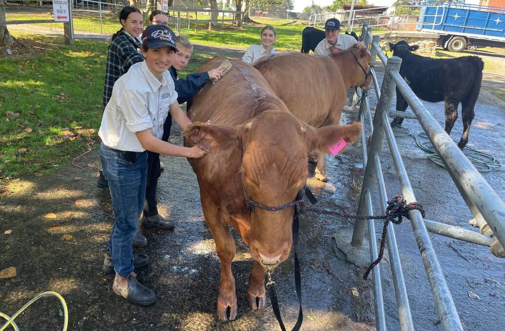 St John the Evangelist students Jim Watts, Lex Reid, Maddy Butler, Charli Butler and Benjamin Speer shampoo their cattle in readiness for them to be paraded at the Nowra Showground earlier this year. Picture by Glenn Ellard.