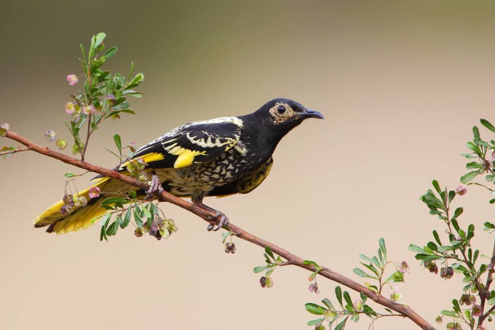 New regent honeyeater sightings have renewed hope in the species' future. Picture supplied by Birdlife Australia