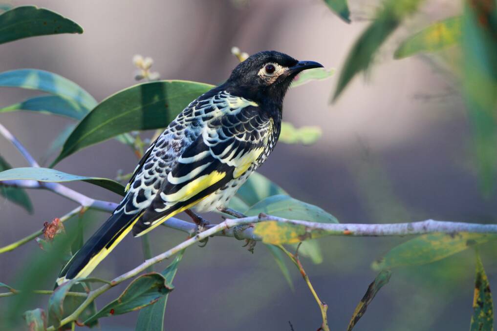 As few as 250 regent honeyeaters are believed to remain in the wild. Picture supplied by Birdlife Australia