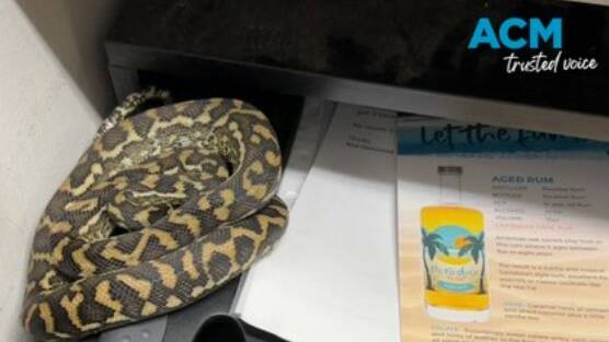 Python found in Queensland office drawer. Picture supplied