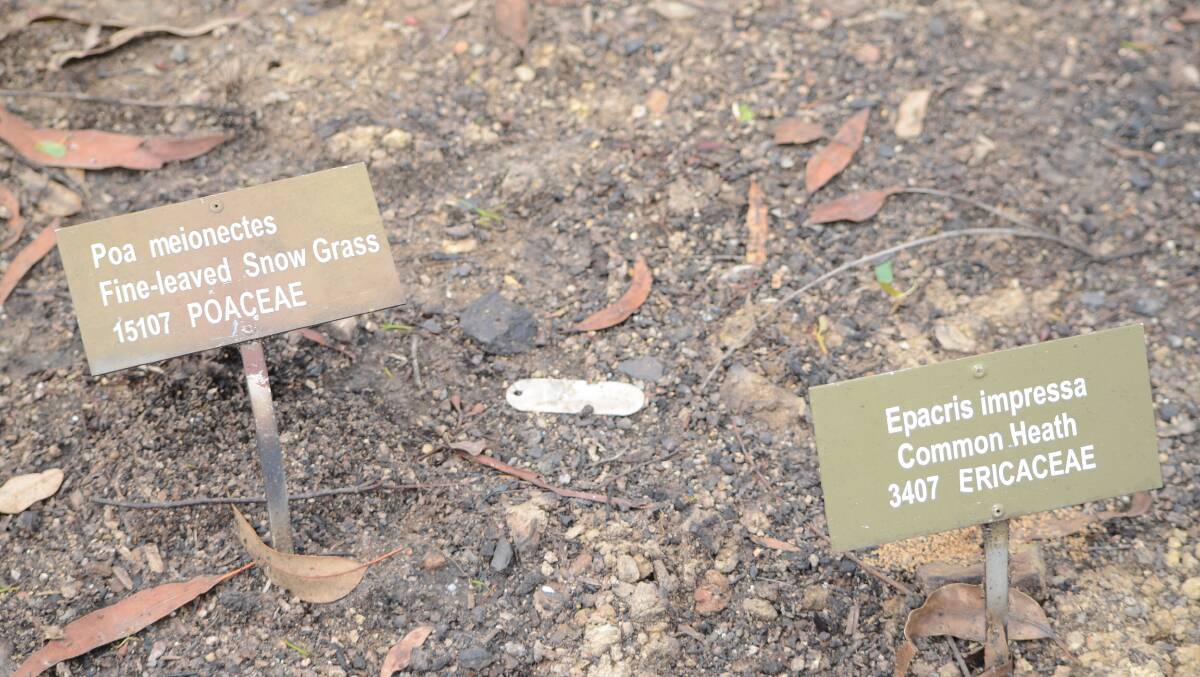 Plant name plates resemble grave markers, but nursery staff have grit.