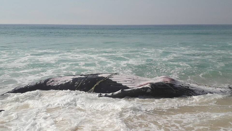 Dead juvenile whale washes up on South Coast beach