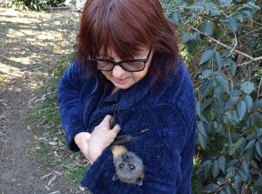 CLOSE CALL: Wildlife Rescue South Coast volunteer Janine Davies with 'Winston', one of the flying foxes evacuated as a result of the bushfire at Bomaderry on Wednesday.