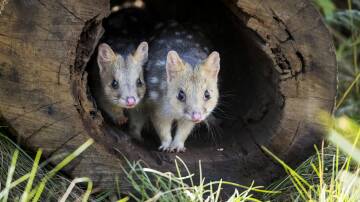 A pair of eastern quolls. Picture by David Stowe