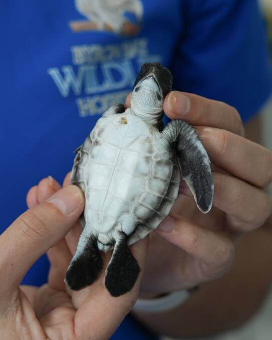 Turtle hatchling survives northern NSW floods, meal of plastic