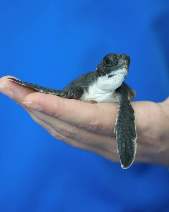Pretzel the turtle hatchling has had a rough start to life. Photos: WWF Australia