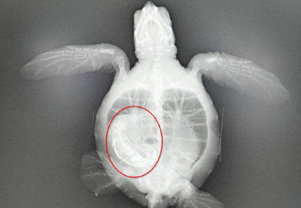An X-ray showed a substantial blockage in the hatchling's colon
