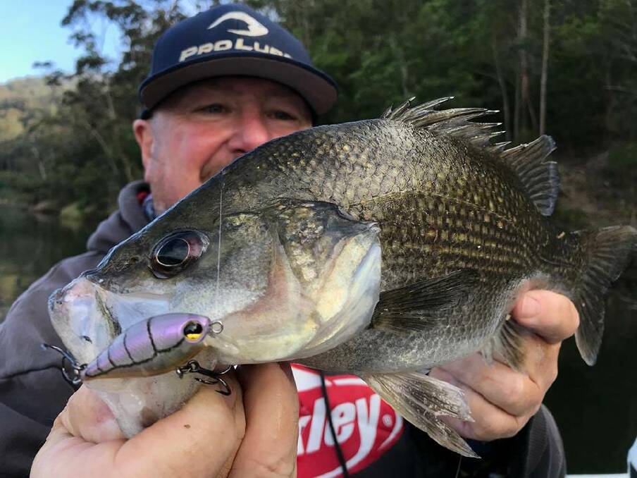 Perch master: 'Big E' with a solid estuary perch caught during last Sunday's Shoalhaven River Festival Perch Shootout. 