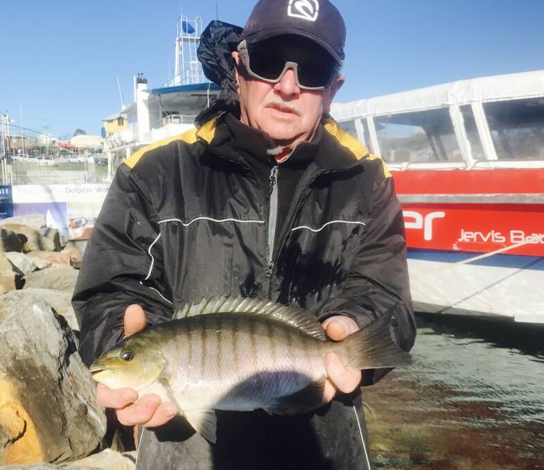ONE MORE CAST: Fishing for luderick, South Coast Register
