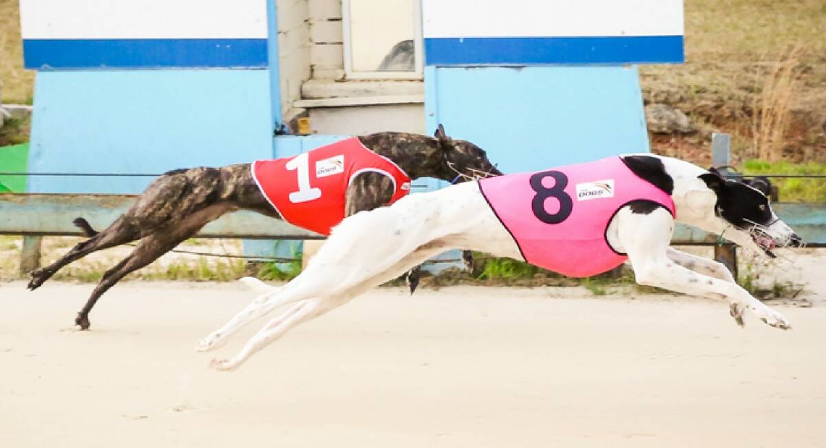 Two greyhounds race a recent meet at the Shoalhaven Greyhound Racing Club. Photo: GRNSW