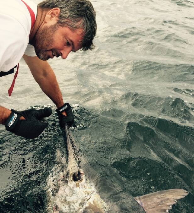 WOW: Grant Taylor swimming a solid Black Marlin before releasing it during a recent trip to the Banks. Doing this ensures the fishes' survival.