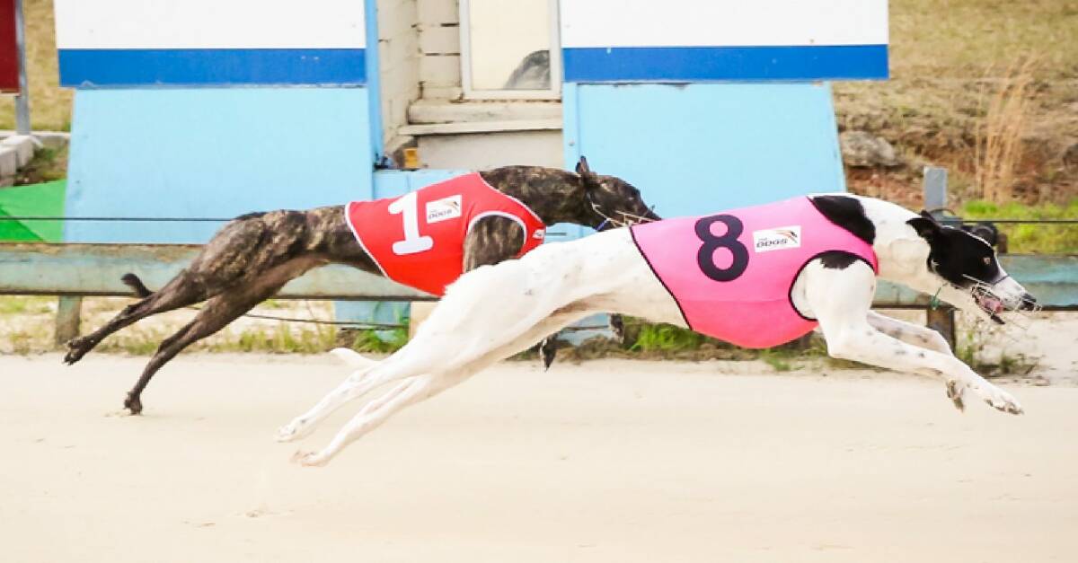 The Shoalhaven Greyhound Club will host a TAB Million Dollar Chase regional qualifier on Saturday. Photo: On The Ball Photography