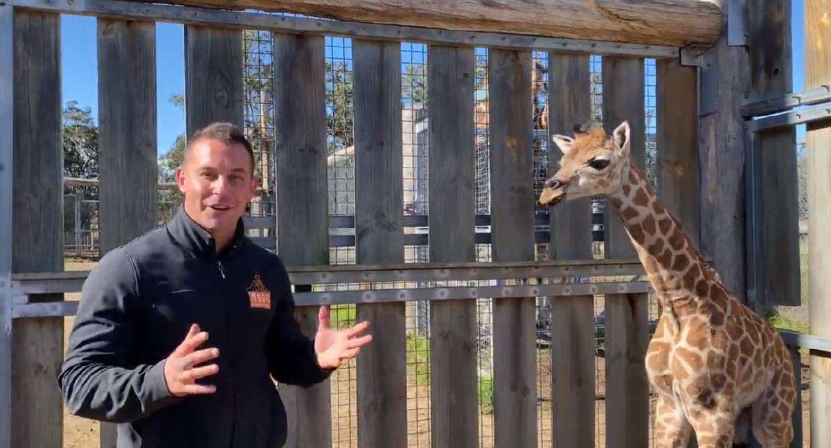Mogo Wildlife Park zookeeper Chad and the new baby giraffe. 