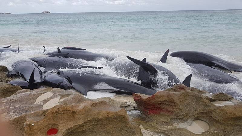 In March this year, 150 pilot whales beached themselves at Hamelin Bay, Perth. Photo: Leaarne Hollowood.