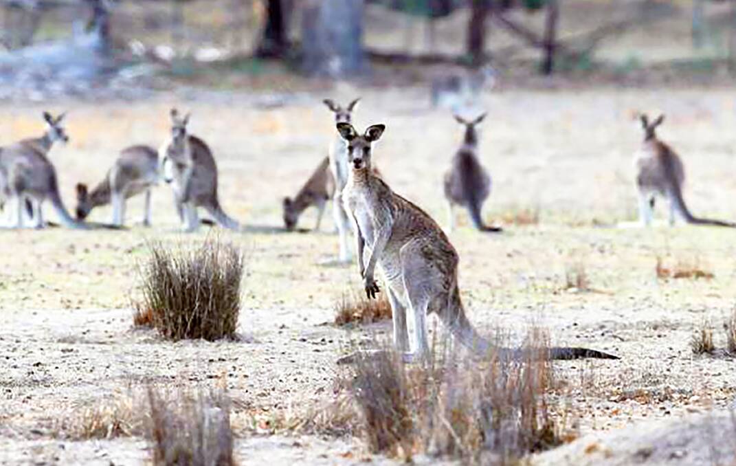 The RSPCA has done an about face on kangaroo harvesting, withdrawing kangaroo meat products from its stores 