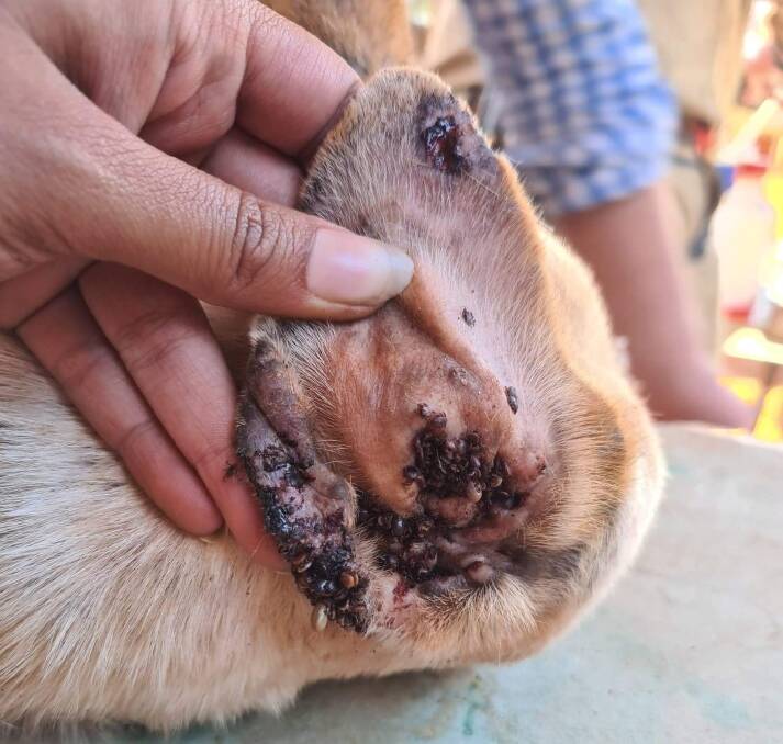 TICK HORROR: Thousands of dogs are dying and veterinarians in the Northern Territory are 'snowed under' from the disease outbreak. Pictures: Campbell Costello (Insta - @outbackvets.)