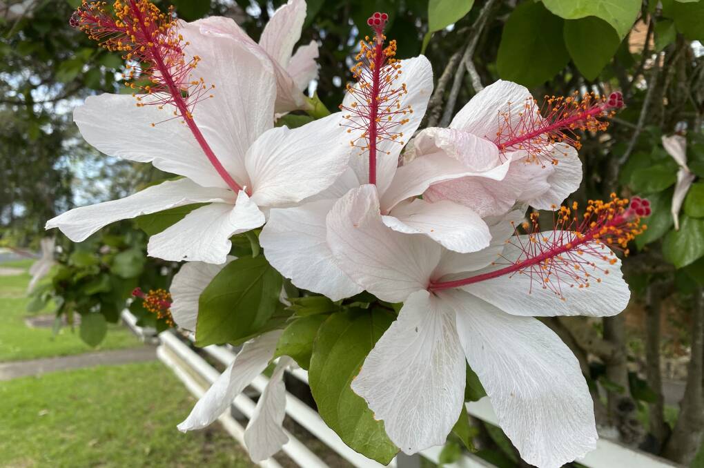 PIC OF THE DAY: White hibiscus to brighten your day. Email your photos (pets included) to editor@southcoastregister.com.au