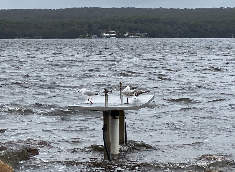 PIC OF THE DAY: Gulls enjoy the fish cleaning table during a king tide. Emails your photos to editor@southcoastregister.com.au 