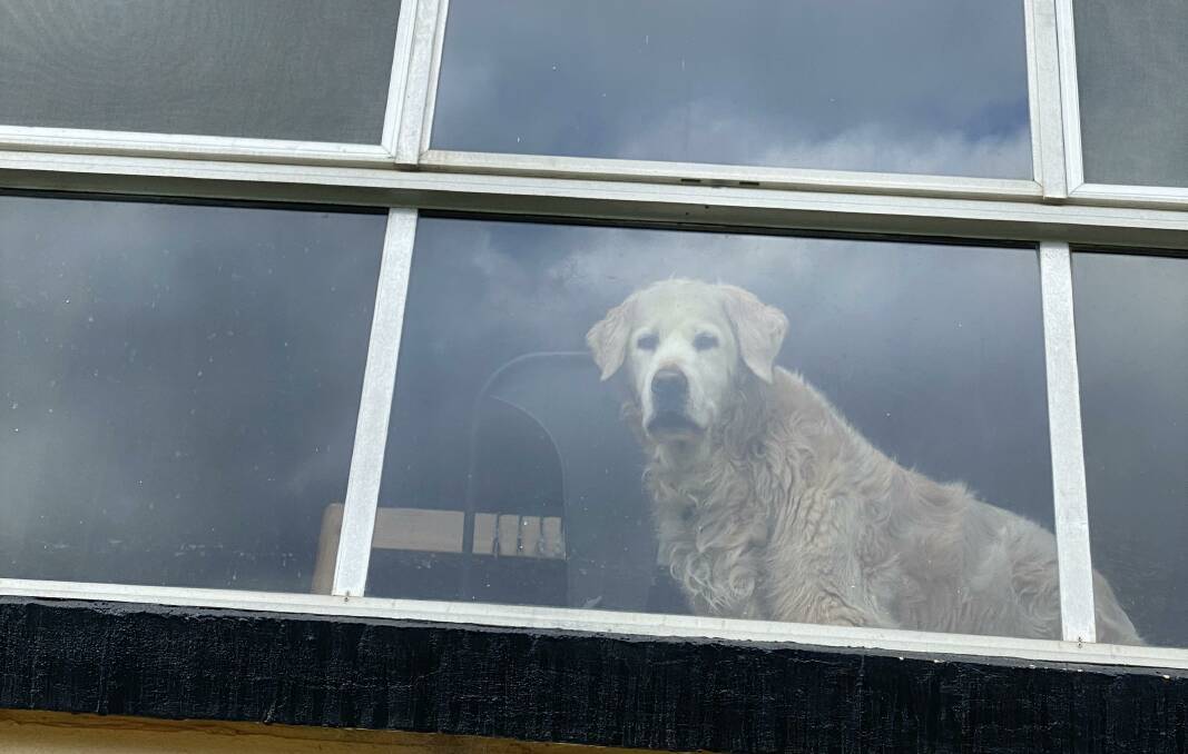 PIC OF THE DAY: Jack pretends to be a bear in the window. Email your photos to editor@southcoastregister.com.au