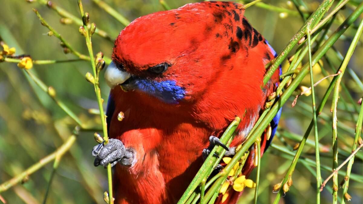 PIC OF THE DAY: Crimson rosella by Dannie & Matt Connolly Photography. Send your pics to editor@southcoastregister.com.au