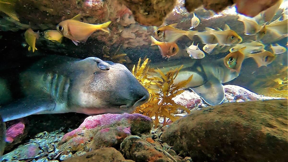 PIC OF THE DAY: Bullseye fish hanging out with Port Jackson sharks by Dannie & Matt Connolly Photography. Send your photos to editor@southcoastregister.com.au 