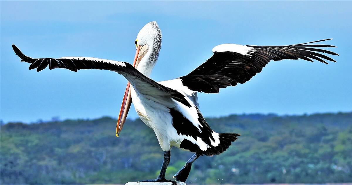 PIC OF THE DAY: Pelican takes flight by Dannie & Matt Connolly Photography. Email your photos to editor@southcoastregister.com.au