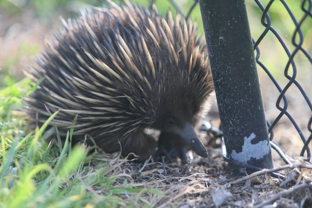 PIC OF THE DAY: Spiky visitor to the Bernie Regan Sporting Complex by Robert Crawford. Email your photos to editor@southcoastregister.com.au