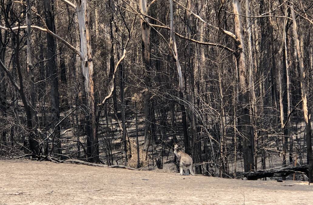 SURVIVOR: A kangaroo on Kate Stathers' burnt property at Budgong. Photo: John Hanscombe 