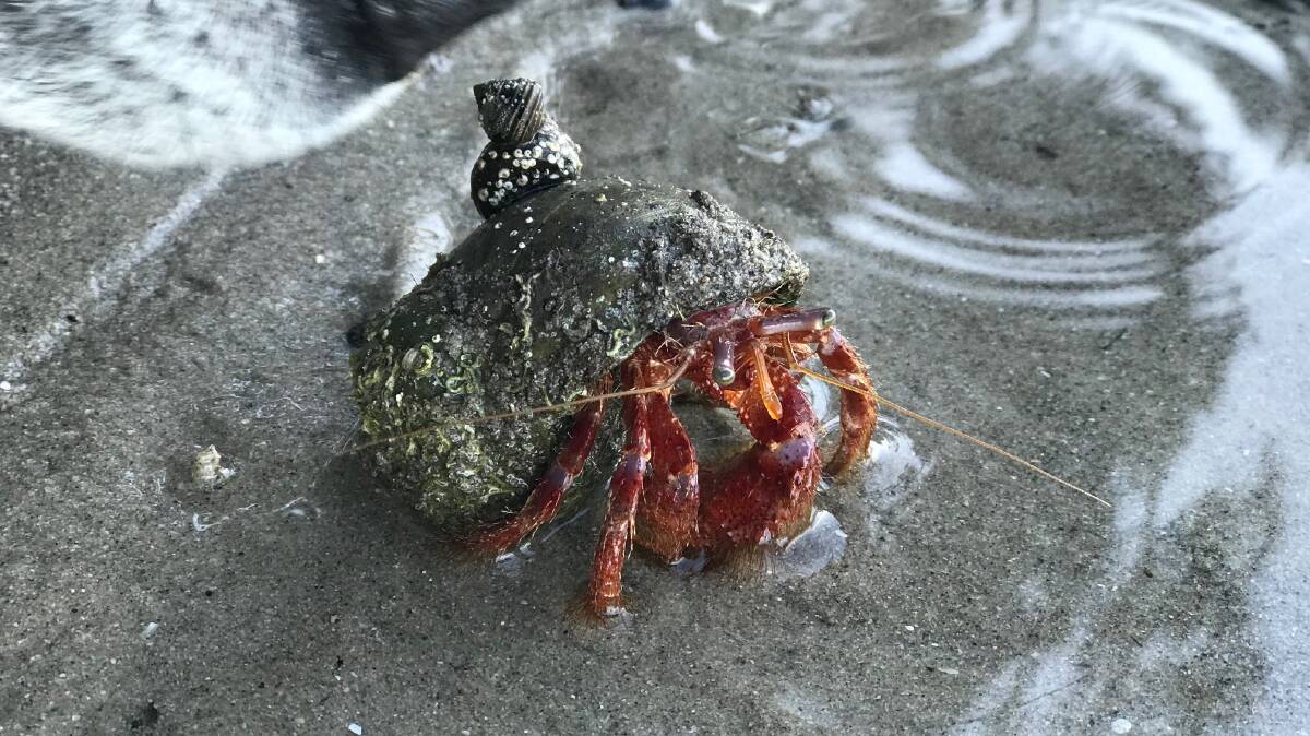 PIC OF THE DAY: Morning crab by Mike Pool. Send photos to john.hanscombe@southcoastregister.com.au