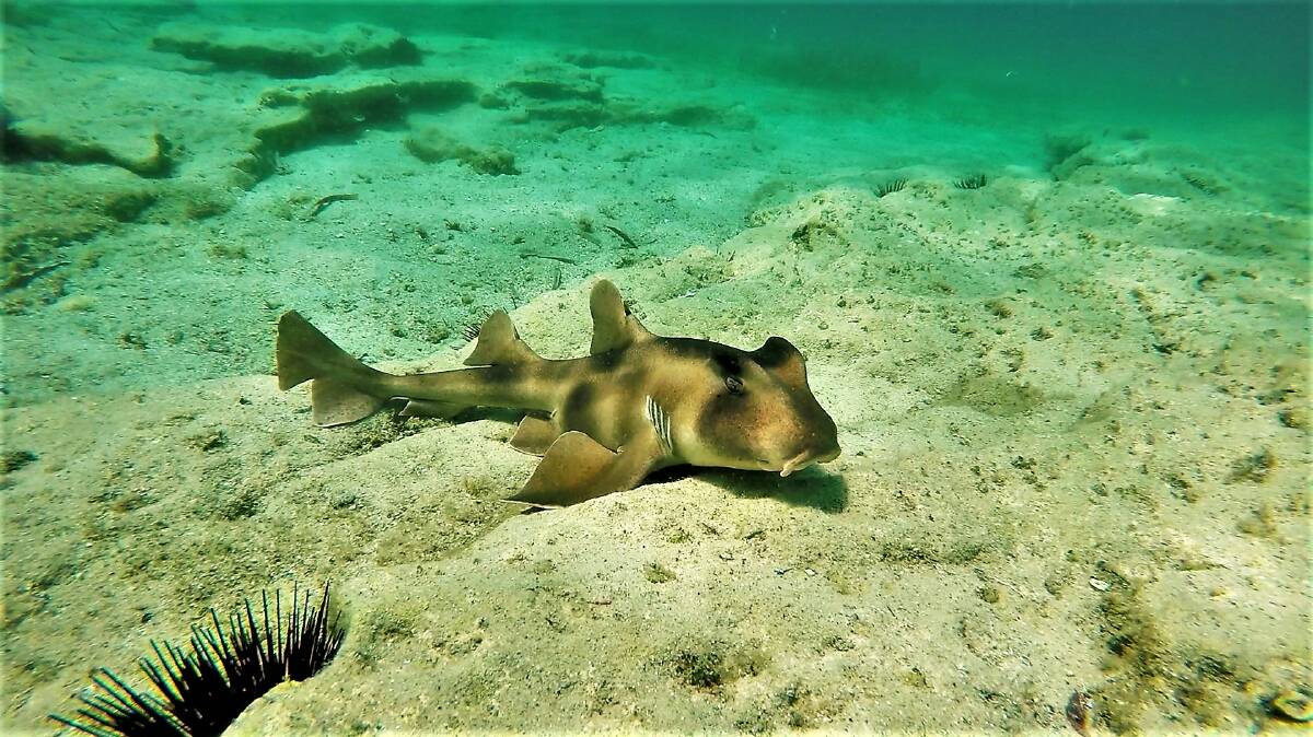 PIC OF THE DAY: A Port Jackson shark enjoys Jervis Bay by Dannie & Matt Connolly Photography. Send photos to editor.scregister@fairfaxmedia.com.au