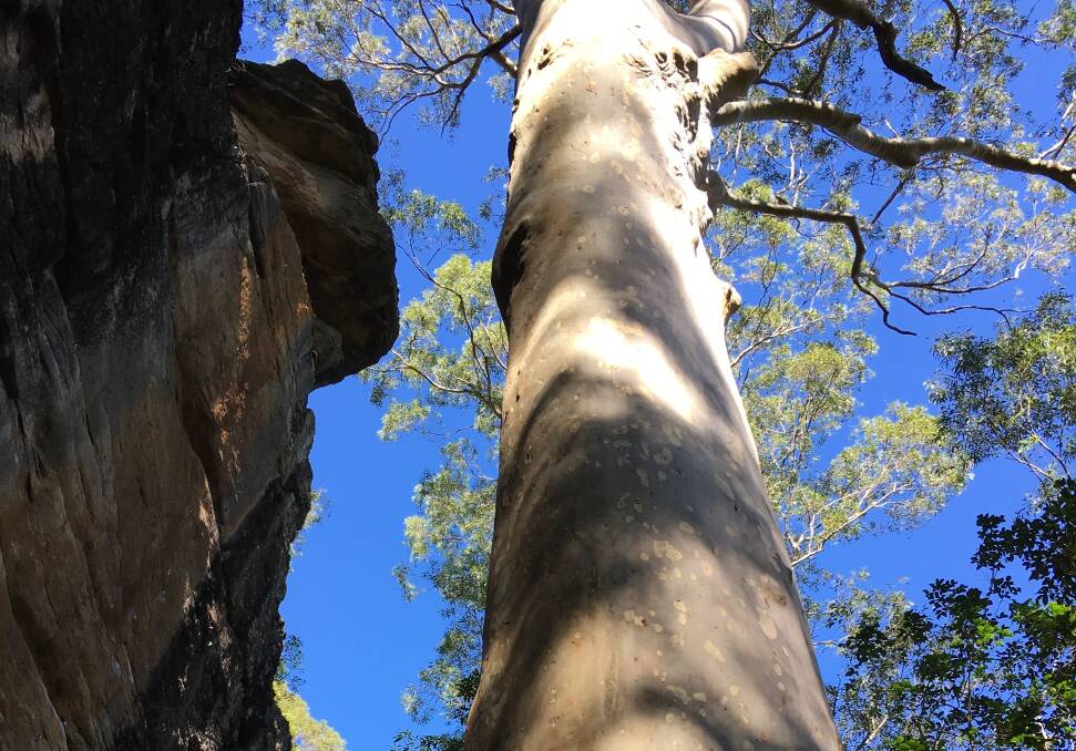 PIC OF THE DAY:  Bomaderry Creek cliff with a magnificent old spotted gum by Yolande Cozijn. Send photos to editor.scregister@fairfaxmedia.com.au
