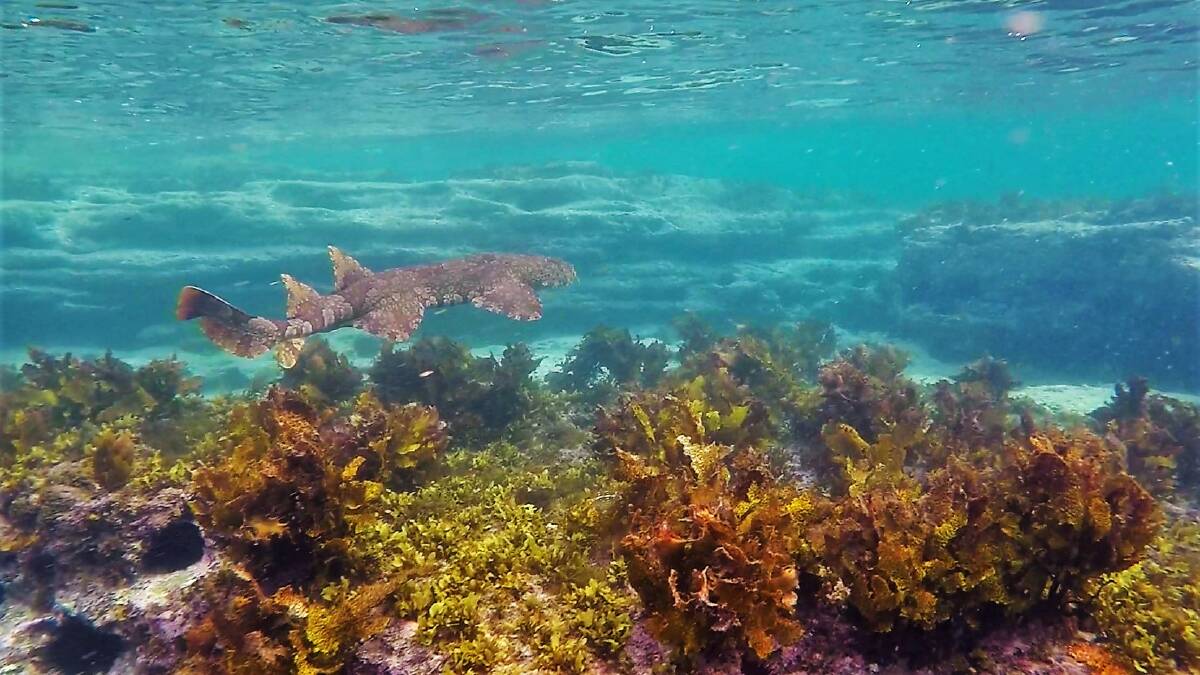 PIC OF THE DAY: Beautiful Wobbegone at Murrays Beach, Jervis Bay by Dannie & Matt Connolly Photography. Send photos to editor.scregister@fairfaxmedia.com.au 