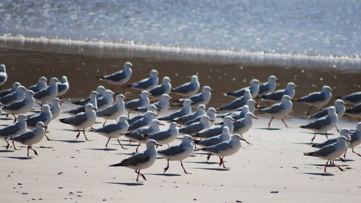 PIC OF THE DAY: Walking gulls by John Hanscombe. Send photos to editor.scregister@fairfaxmedia.com.au